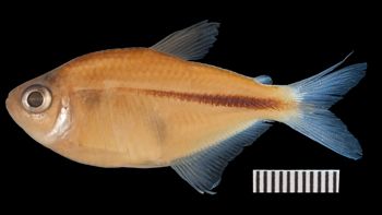 Media type: image;   Ichthyology 58842 Aspect: lateral,description